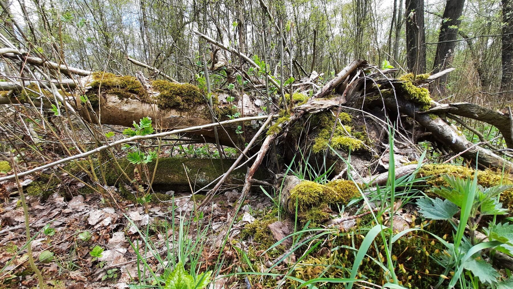 ArtStation - Nature Reference Pack 700+ Photos | Resources