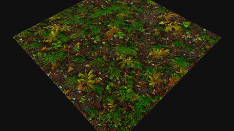 Forest Ground (Texture)