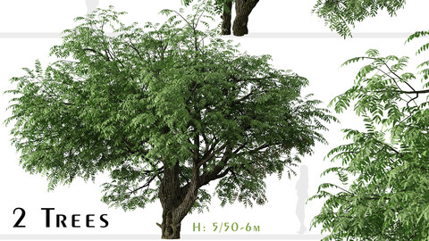 Set of California black walnut Tree (Juglans californica) (2 Trees)