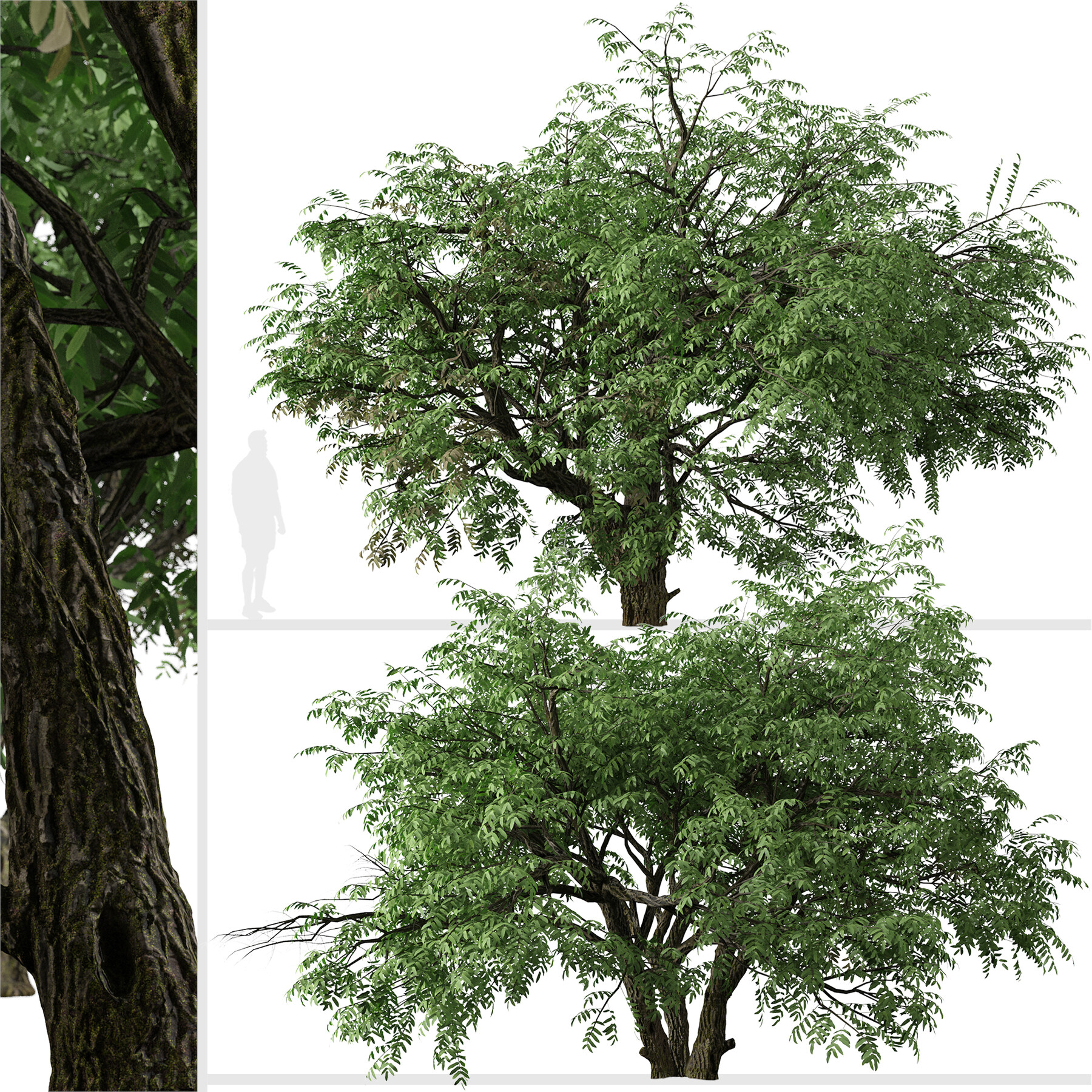 ArtStation - Set of California black walnut Tree (Juglans californica ...