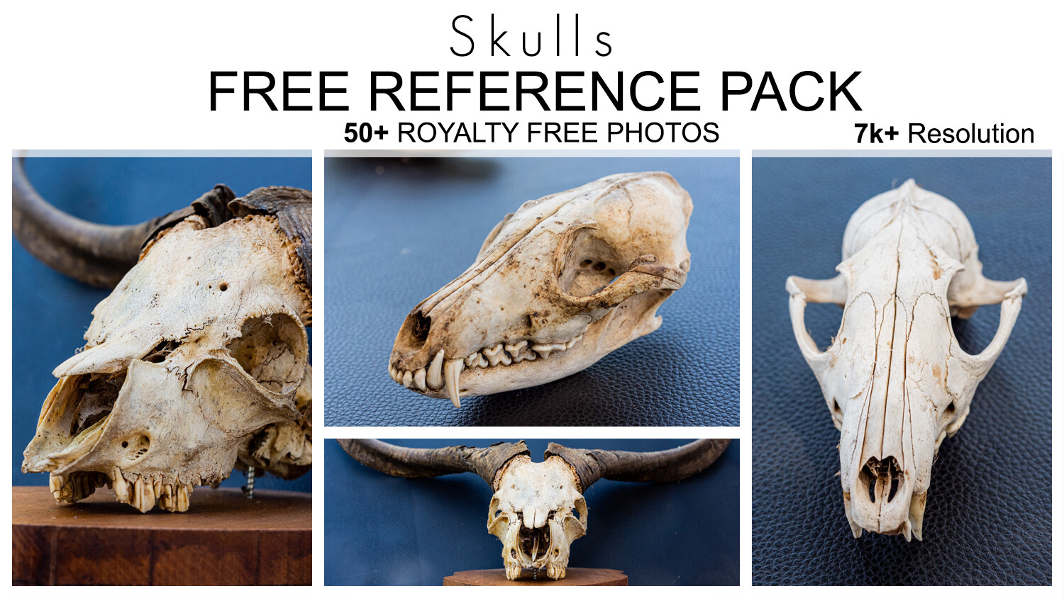 ArtStation - Free Reference Pack - Skulls - 50+ Royalty Free Photos |  Resources