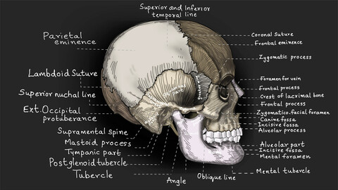 frontal eminence