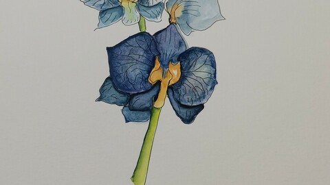 Orchidee watercolor painting digital version