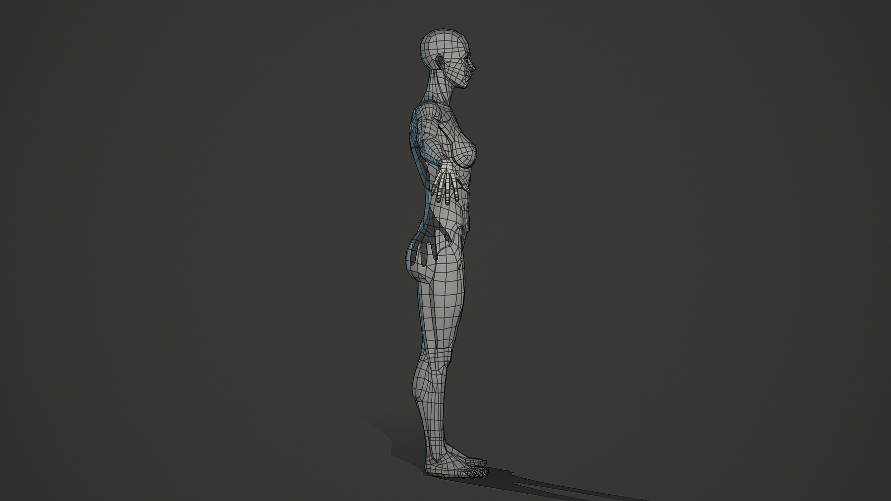 ArtStation - Character - Female Planar Anatomy | Resources