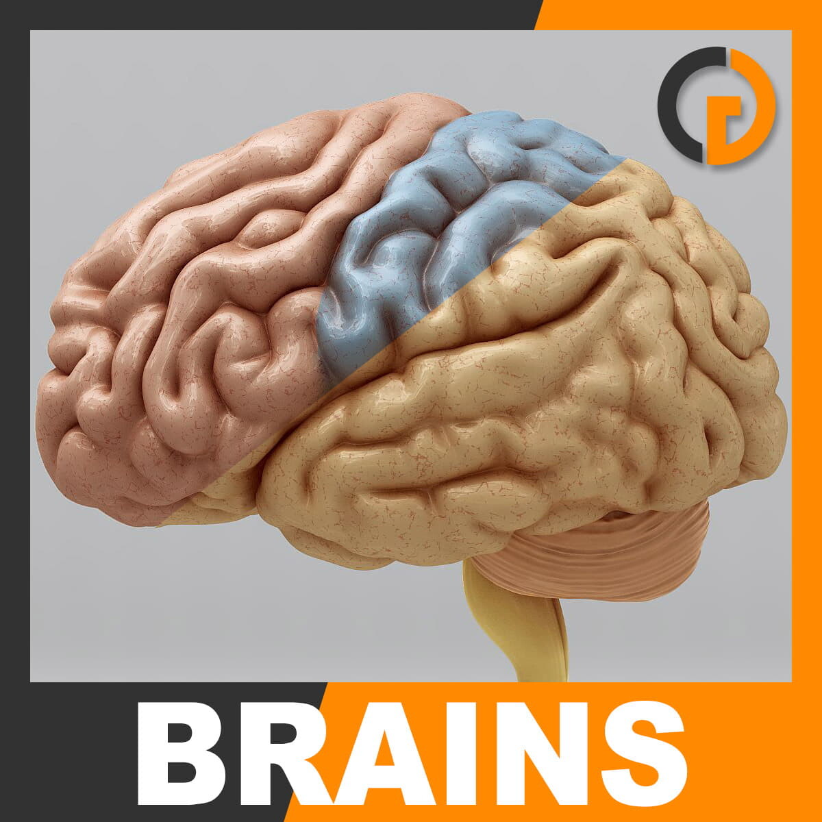 Al brain. Мозг в подарок. Сколько стоят человеческие мозги.