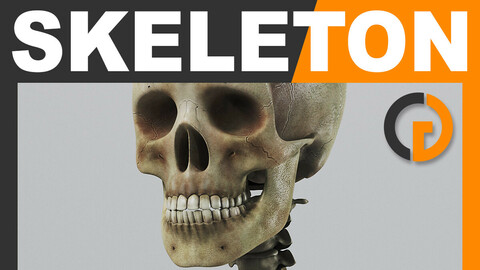 Human Textured Skeleton - Anatomy