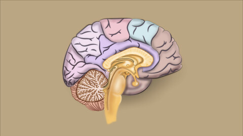 Brain | Medical illustration | Indexed