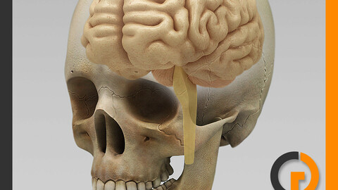 Human Brain and Skull - Anatomy