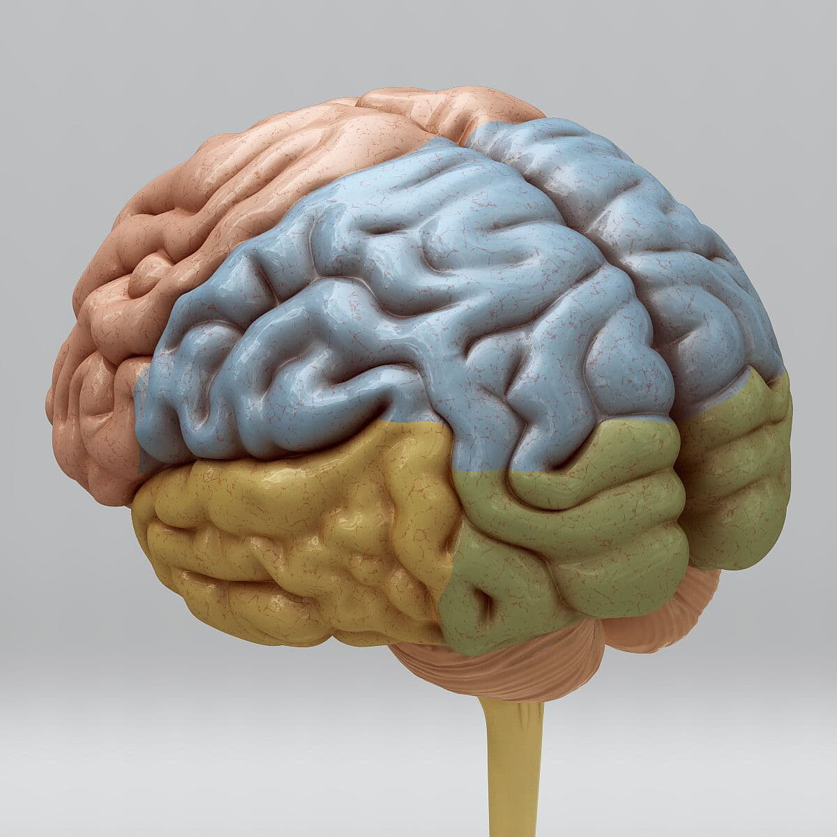 ArtStation - Human Brain and Skull - Anatomy | Resources