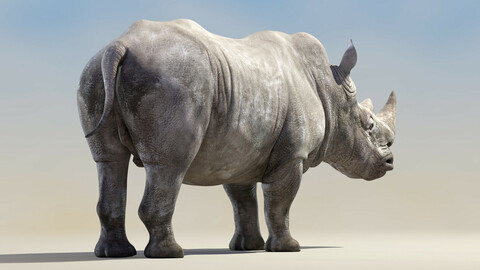 Big White Rhino Rigged