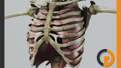 Human Respiratory System and Skeleton - Anatomy