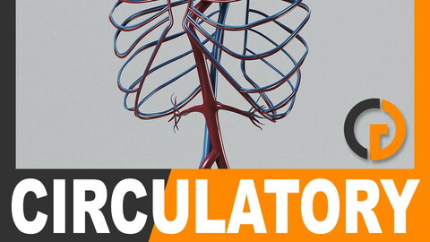 Human Circulatory System - Anatomy