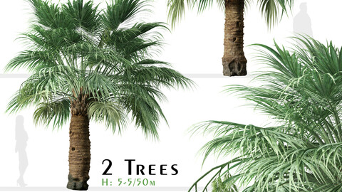 Set of Blue Hesper Palm Tree (Brahea armata) (2 Trees)