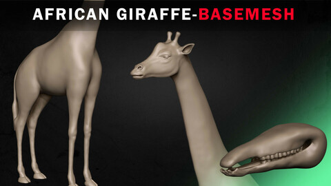 African Giraffe Basemesh 3D model