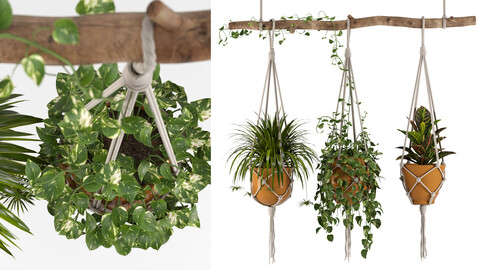 Indoor Plants Set 01-Hanging Plants with macrame