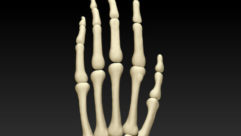 The 3D printing and downloading of human bone structure