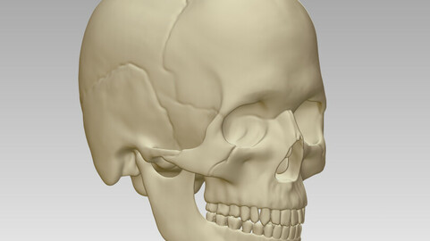 Medical Skull 3D model download obj, skull structure 3D printing download,