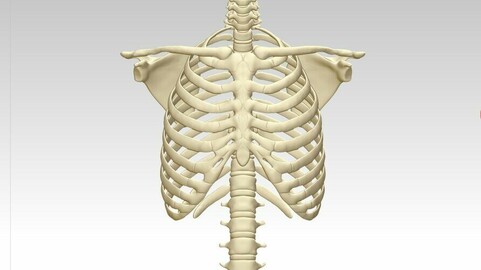 3D printing and downloading of human sternum structure model