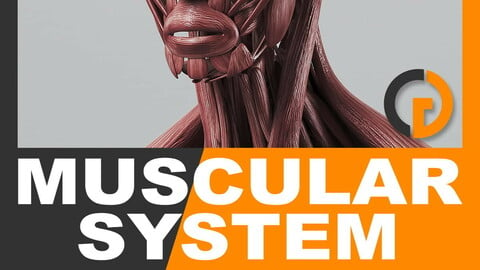 Human Muscular System - Anatomy