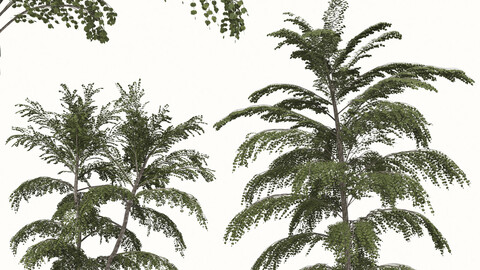 Set of Cercidiphyllum japonicum Tree ( Katsura ) (2 Trees)