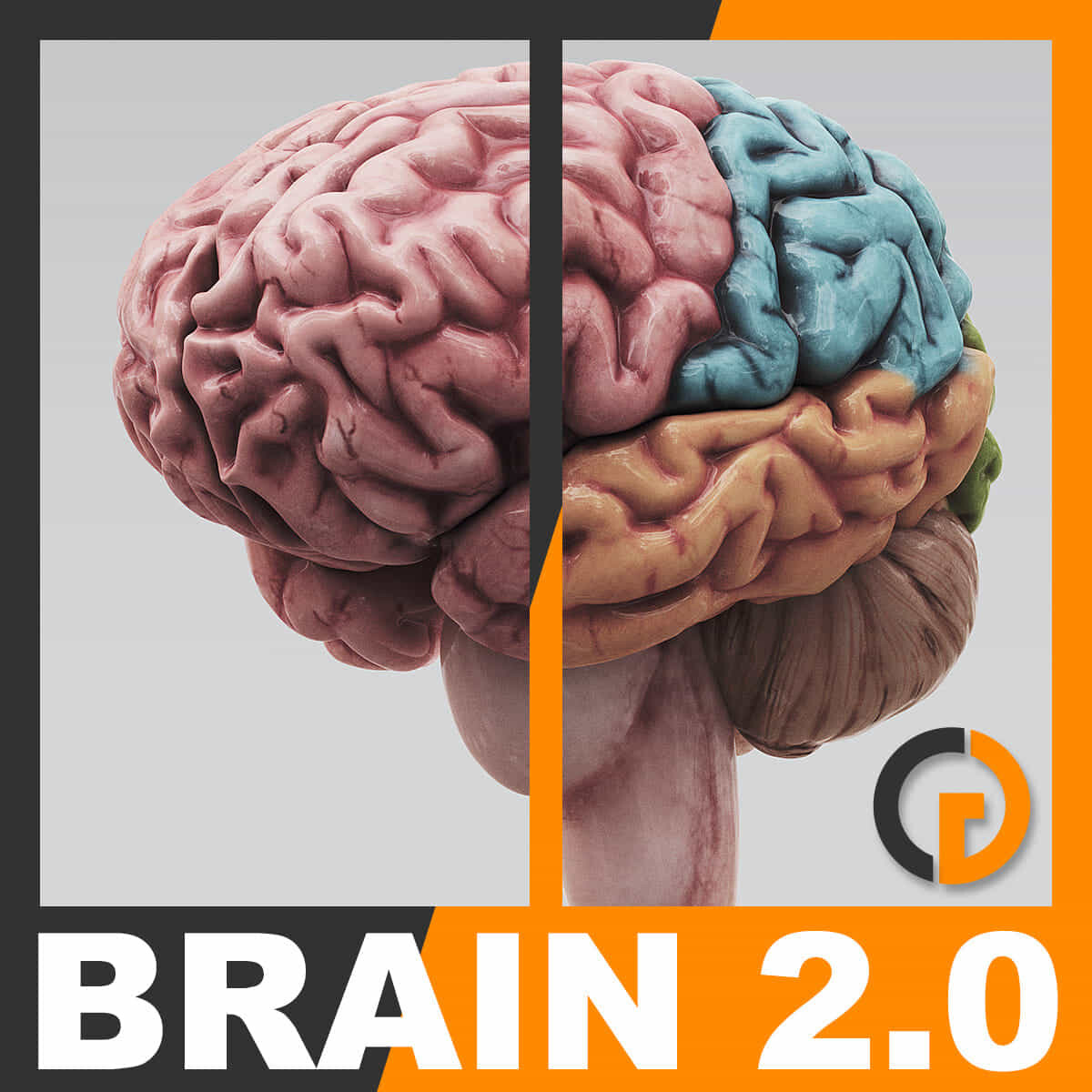 Мозг 5 класс. Модель мозга. Мозг v2, v3, MT.