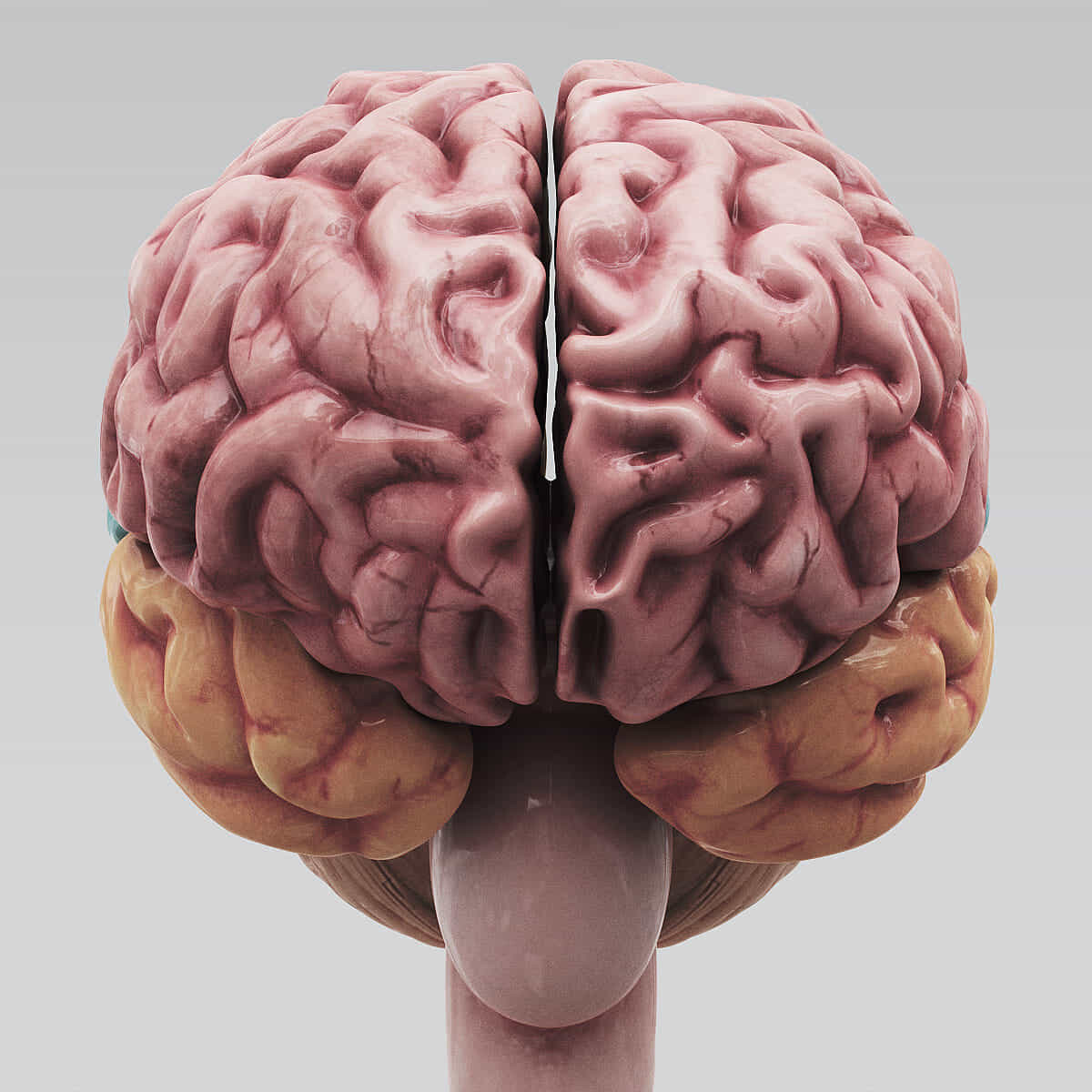 Brain 2 12. 3д модель головного мозга. Резиновый мозг. Моделирование человеческого мозга.