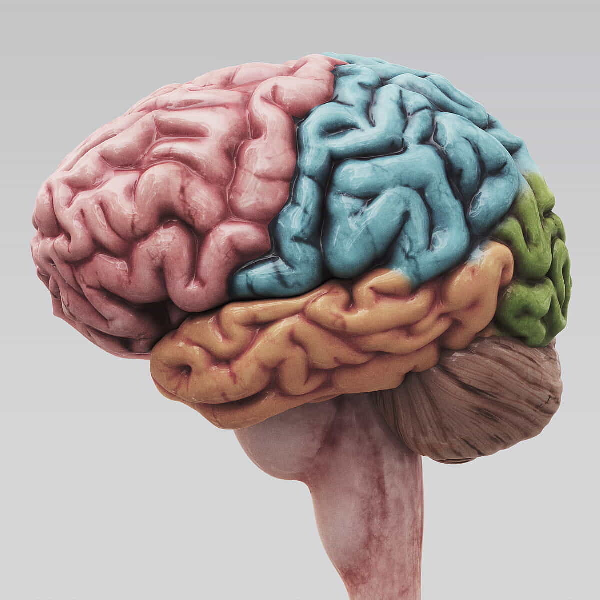 Brain 2 12. Настоящий человеческий мозг.