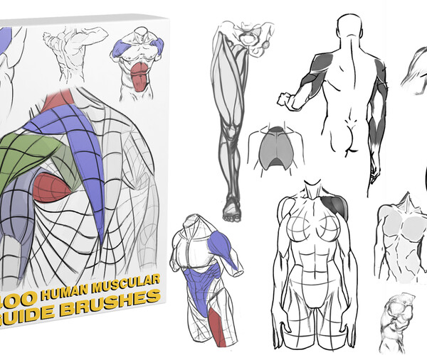 ArtStation - HUMAN MUSCLES GUIDE BRUSHES [Study, Practice] [380] | Brushes