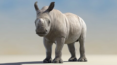 Rhino Baby Rigged