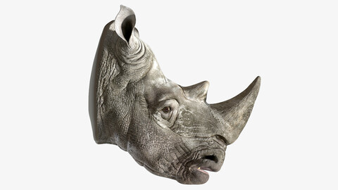 Rhino Head