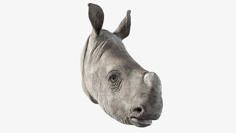 Rhino Baby Head