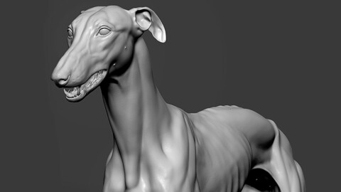 Greyhound Dog Zbrush Sculpt
