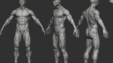 Male Body Young, Medium Density for a good start in ZBRUSH 2021.6