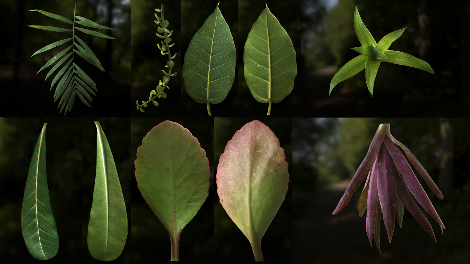 Artstation Leaf Pack Pbr Texture With Alpha Map Vol1 Resources 8600