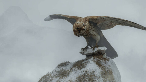 Photorealistic Female Kestrel Bird