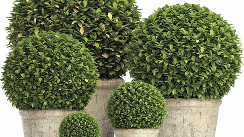 Preserved Boxwood Globe RH - Indoor Plant 219