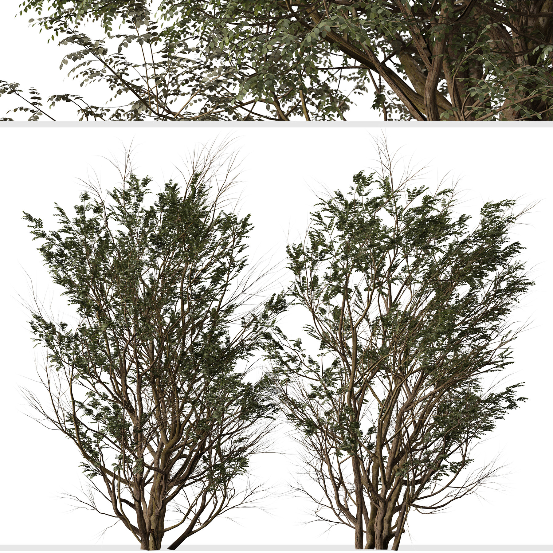 Ghaf Tree Drawing ubicaciondepersonas.cdmx.gob.mx