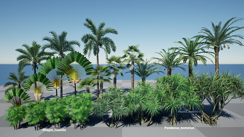 HQ Plants Volume 3 Palms for unreal engine 4 3D model set of 24