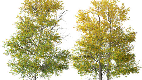 Set of Quaking aspen Tree (Populus tremuloides) (2 Trees)