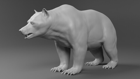 Bear basemesh