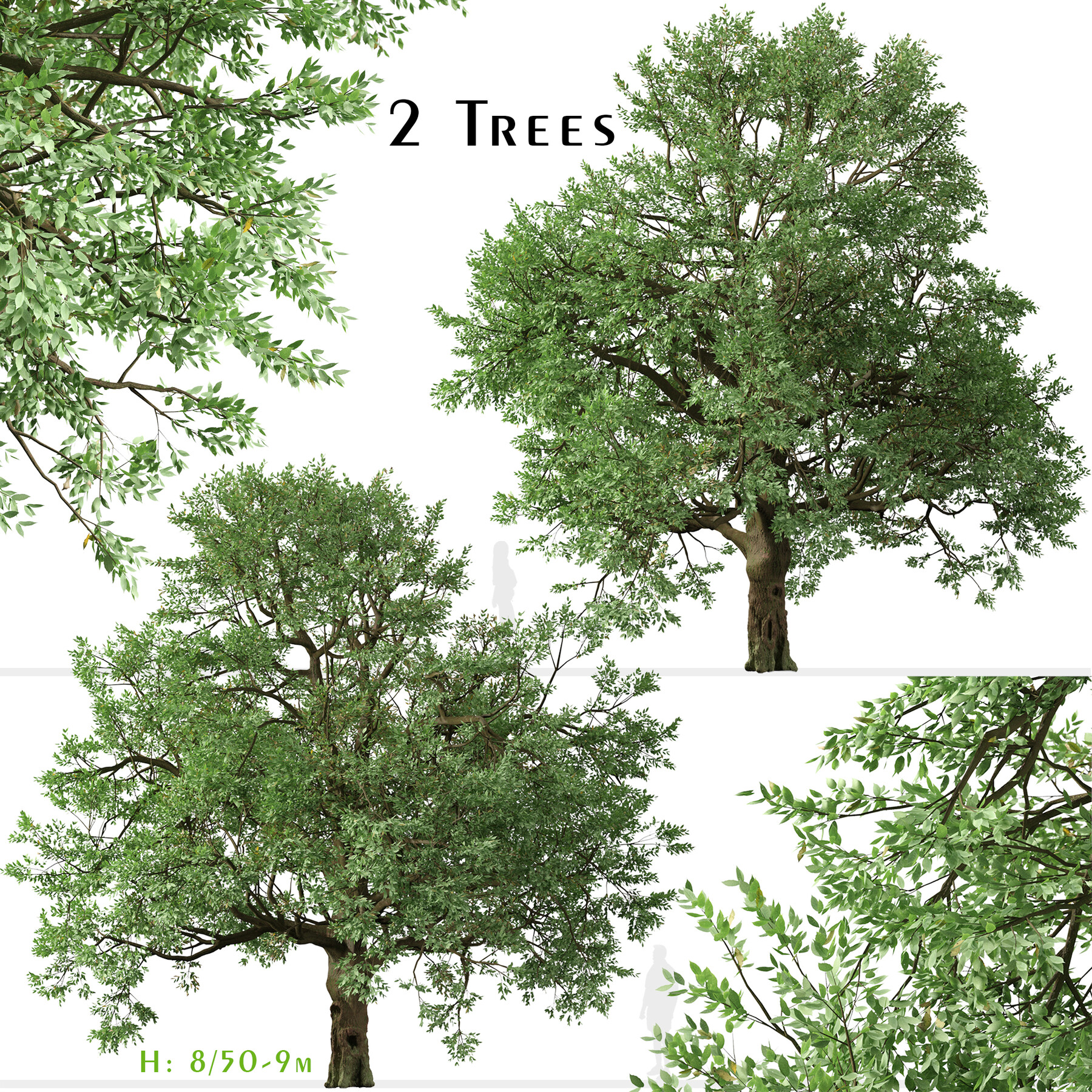 ArtStation - Set of Phellodendron amurense Tree (Amur cork) (2 Trees ...