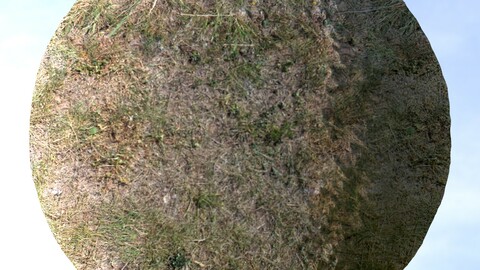 Dry Grass 6 PBR Material