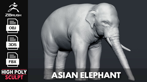 Asian Elephant Sculpt