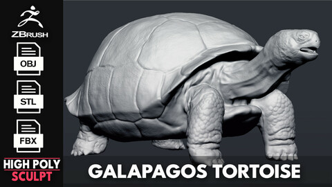 Galapagos Tortoise Sculpt