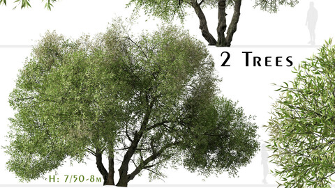 Set of Salix lasiolepis Tree (Arroyo willow) (2 Trees)