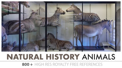 Natural History Museum - Land Animals