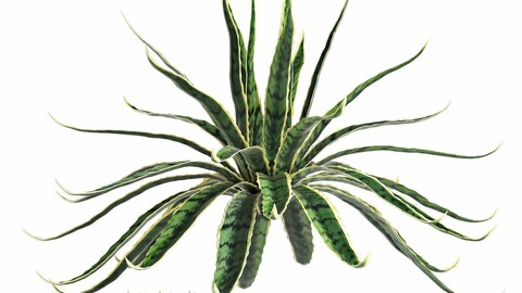 Agave Sansevieira Outdoor Plant Set 216