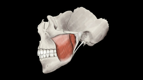 Masseter in skull (Lateral View)