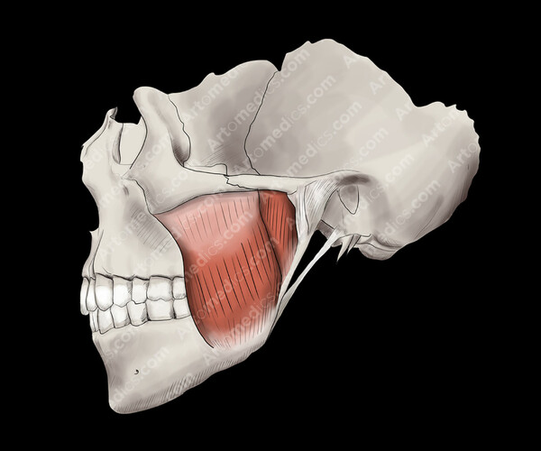 Lateral Pterygoid Release Ph 2812