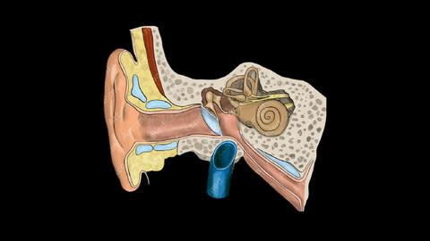 Ear canal (Anterior View)